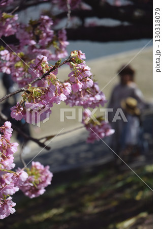 Full blooming "Kazawa-zakura" / 満開の見頃を迎えた堤防沿いの河津桜 130318079
