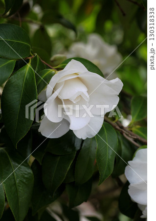 白い椿の花 130318338