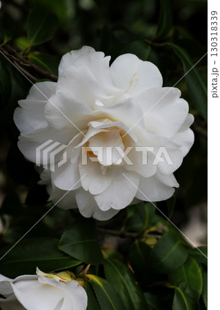 白い椿の花 130318339