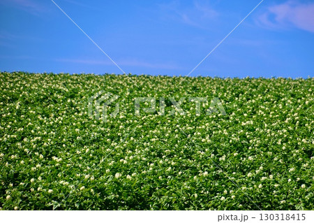 ジャガイモ畑と青空（北海道・真狩村） 130318415