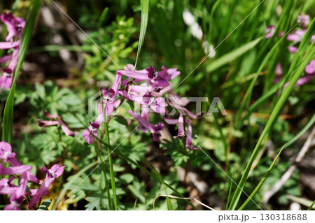 ムラサキケマン 130318688