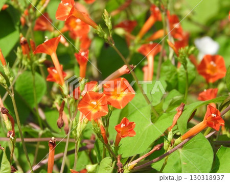 夏から秋にかけて荒地などで咲く「マルバルコウソウ」 130318937