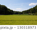 実り始めた水田と青空 130318973