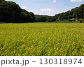 収穫間近の稲穂 130318974