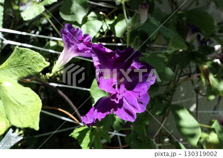 夏の庭の花「朝顔」あさがお:花壇の花:あさがお屋敷 夏の庭の花「朝顔」あさがお:花壇の花:あさがお屋敷 130319002