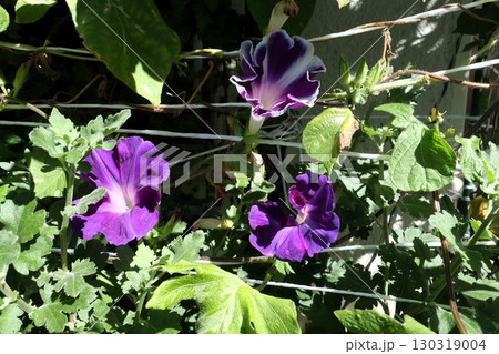 夏の庭の花「朝顔」あさがお:花壇の花:あさがお屋敷 夏の庭の花「朝顔」あさがお:花壇の花:あさがお屋敷 130319004