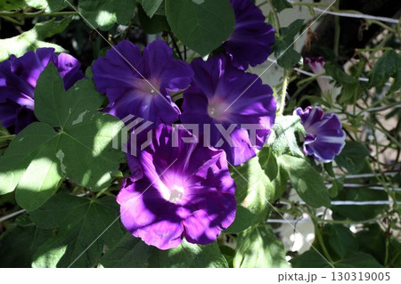 夏の庭の花「朝顔」あさがお：花壇の花：あさがお屋敷 130319005