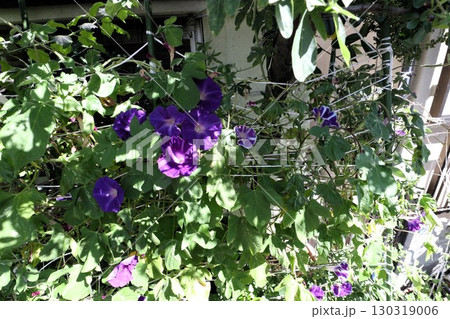 夏の庭の花「朝顔」あさがお：花壇の花：あさがお屋敷 130319006