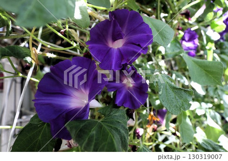夏の庭の花「朝顔」あさがお：花壇の花：あさがお屋敷 130319007