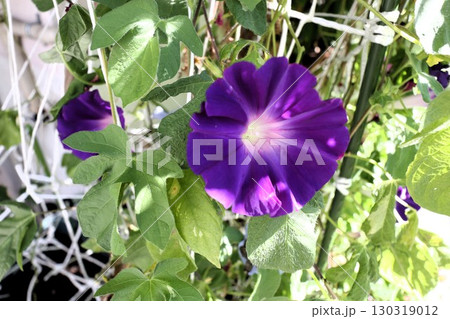 夏の庭の花「朝顔」あさがお：花壇の花：あさがお屋敷 130319012