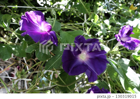 夏の庭の花「朝顔」あさがお:花壇の花:あさがお屋敷 夏の庭の花「朝顔」あさがお:花壇の花:あさがお屋敷 130319015