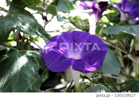 夏の庭の花「朝顔」あさがお：花壇の花：あさがお屋敷 130319017