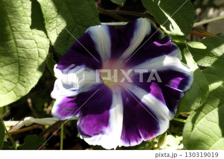 夏の庭の花「朝顔」あさがお:花壇の花:あさがお屋敷 夏の庭の花「朝顔」あさがお:花壇の花:あさがお屋敷 130319019