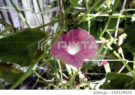 夏の庭の花「朝顔」あさがお:花壇の花:あさがお屋敷 夏の庭の花「朝顔」あさがお:花壇の花:あさがお屋敷 130319028