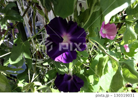 夏の庭の花「朝顔」あさがお：花壇の花：あさがお屋敷 130319031