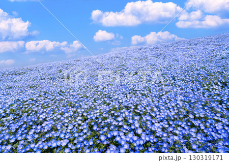 茨城県ひたちなか市　ひたち海浜公園のネモフィラ 130319171