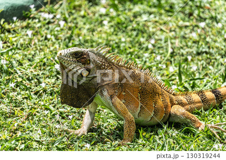 The Green Iguana, Iguana iguana, is a large species of lizard native to Central and South America. 130319244