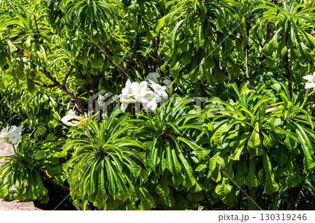 The Japanese garden, on Fortaleza's waterfront avenue, on Nautico beach at Fortaleza, Ceara, Brazil The Japanese garden, on Fortaleza's waterfront avenue, on Nautico beach at Fortaleza, Ceara, Brazil 130319246