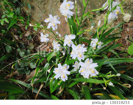 シャガの花 シャガの花 130319253