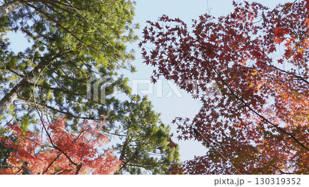美しい高野山(紅葉,自然,和歌山) 美しい高野山(紅葉,自然,和歌山) 130319352
