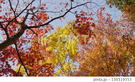 美しい高野山（紅葉,自然,和歌山） 130319353