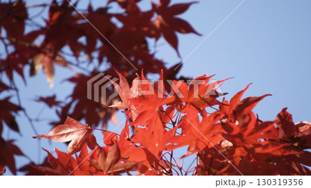 美しい高野山(紅葉,自然,和歌山) 美しい高野山(紅葉,自然,和歌山) 130319356