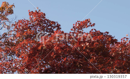 美しい高野山（紅葉,自然,和歌山） 130319357