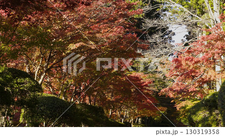 美しい高野山(紅葉,自然,和歌山) 美しい高野山(紅葉,自然,和歌山) 130319358