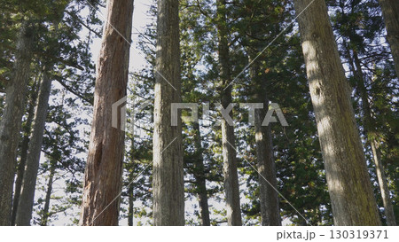 美しい高野山（紅葉,自然,和歌山） 130319371