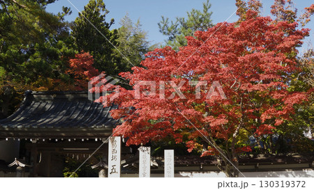 美しい高野山（紅葉,自然,和歌山） 130319372