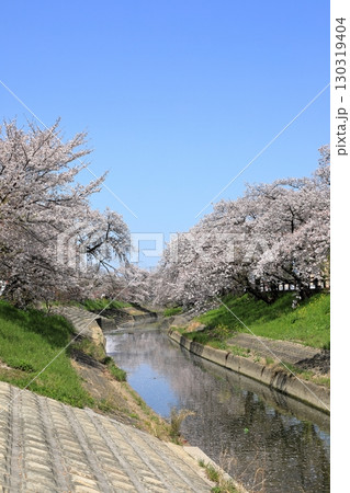 春の高田千本桜の桜 ( 奈良県 大和高田市 ) 130319404