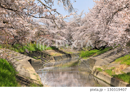 春の高田千本桜の桜 ( 奈良県 大和高田市 ) 130319407