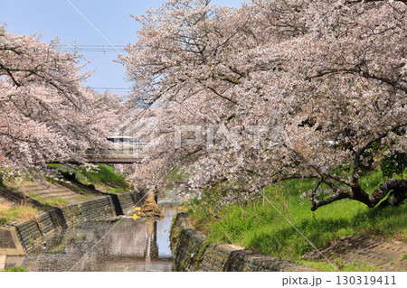 春の高田千本桜の桜 ( 奈良県 大和高田市 ) 130319411