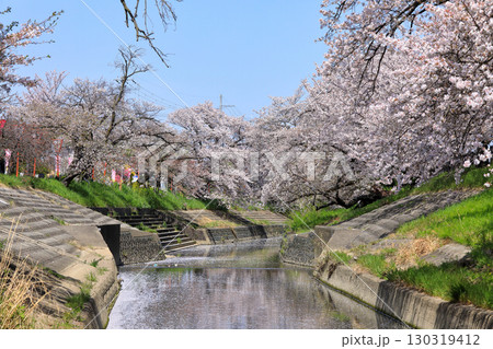 春の高田千本桜の桜 ( 奈良県 大和高田市 ) 130319412