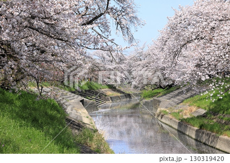 春の高田千本桜の桜 ( 奈良県 大和高田市 ) 130319420