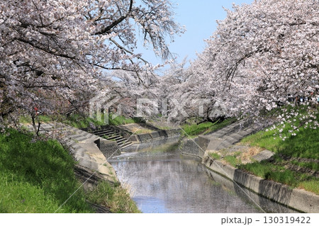 春の高田千本桜の桜 ( 奈良県 大和高田市 ) 130319422