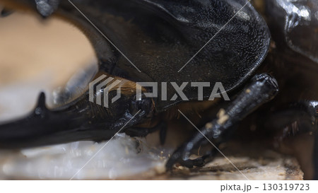 Hercules beetle head close-up. one of biggest beetle in the world Hercules beetle head close-up. one of biggest beetle in the world 130319723
