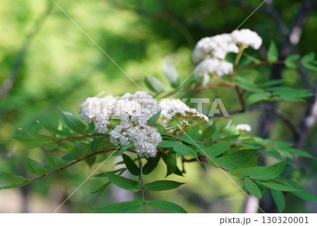 ナナカマドの花 130320001