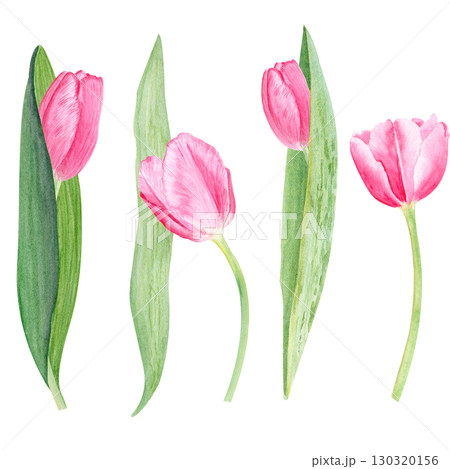 Tulip watercolor horizontal card isolated on white. Hand painted delicate pink spring flower, eco design. High quality clip art perfect for mother's day, women's day cards, albums, banners, decor 130320156