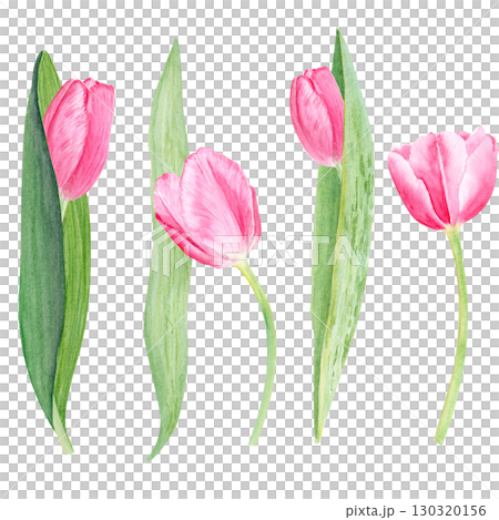 Tulip watercolor horizontal card isolated on white. Hand painted delicate pink spring flower, eco design. High quality clip art perfect for mother's day, women's day cards, albums, banners, decor 130320156