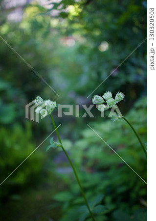 ガラス細工のようなアストランティアの花、花言葉は「星に願いを」「知性」「愛の渇き」。 ガラス細工のようなアストランティアの花、花言葉は「星に願いを」「知性」「愛の渇き」。 130320508