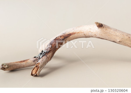 A dry branch on a white background. Minimalistic creative composite background for the presentation of cosmetics or products. Front view A dry branch on a white background. Minimalistic creative composite background for the presentation of cosmetics or products. Front view 130320604