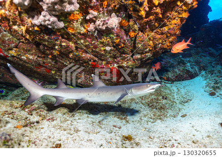 ネムリブカ 130320655