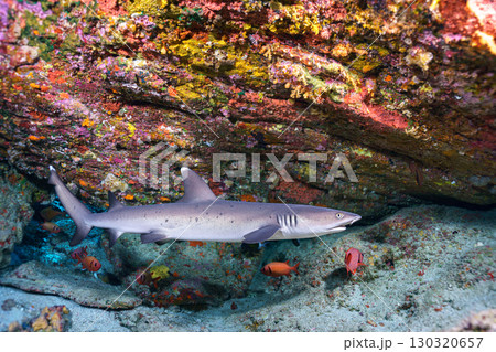 ネムリブカ 130320657