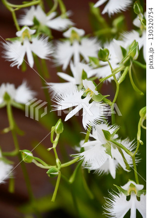 サギソウ　White Egret Flower 130320754