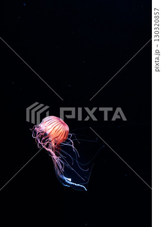 水族館の水槽を優雅に泳ぎ回るクラゲや魚たち 130320857