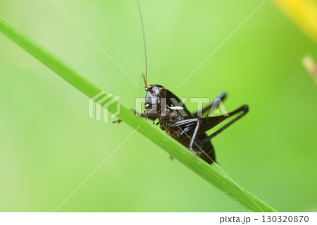ヒメギスの幼虫 ヒメギスの幼虫 130320870