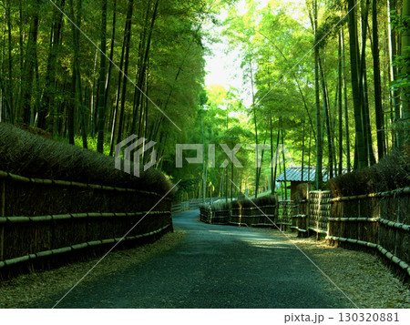 京都府向日市の「竹の径」の美しい竹林の小径 京都府向日市の「竹の径」の美しい竹林の小径 130320881