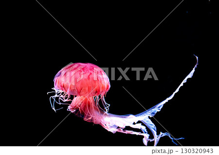 水族館の水槽を優雅に泳ぎ回るクラゲや魚たち 130320943