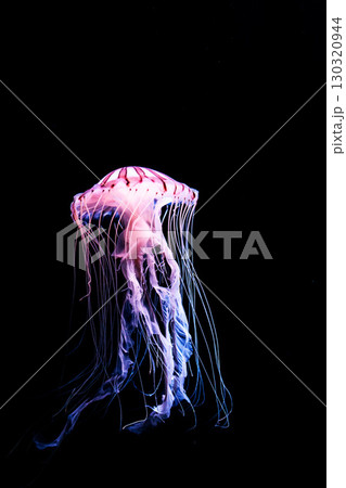 水族館の水槽を優雅に泳ぎ回るクラゲや魚たち 130320944